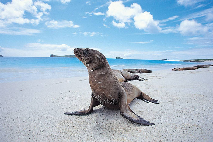 Seal on an Alaskan beach