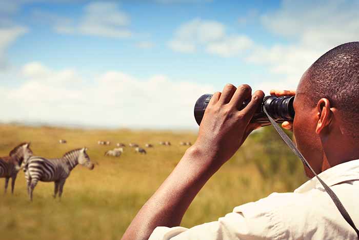 Safari Guide spotting zebra through binoculars