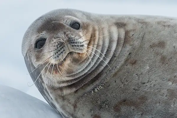 A seal stares curiously at the camera, Brown Bluff Antarctica (c)Hurtigruten