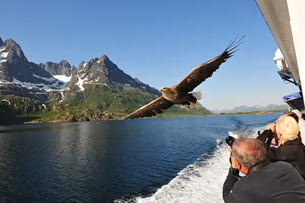 An eagle flies past an expedition ship in Norway (c)Hurtigruten
