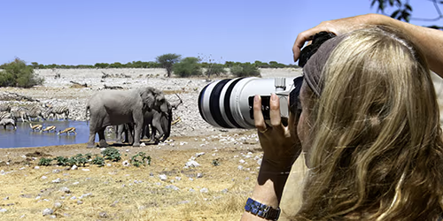 An expert photographer shooting pictures on a safari, with elephants and zebra in the background