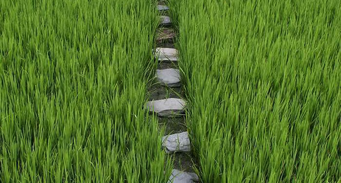 Walkabout trail in India