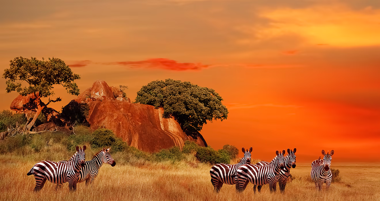 Zebra in Africa seen during safari