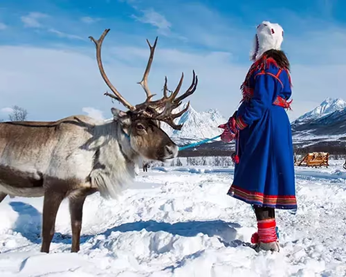 An experiential trip to the Lapland region of Finland usually involes up close and personal encounters with reindeers.