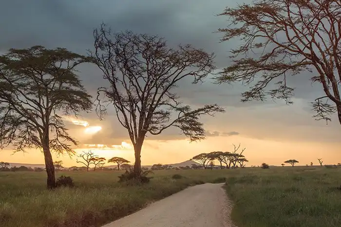 Serengeti at Sunrise