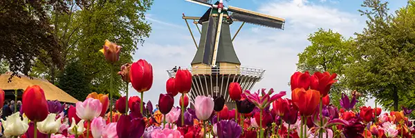Tulips and windmill in Holland