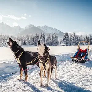 dog sledding